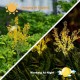 2pcs Solar Canola Flowers Lights Adjustable Stem Decorative Lights