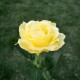 Simulate Solar-powered LED Rose Lawn Pin Lamp Landscape Light Festival Yard Garden Decoration yellow flower